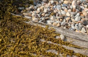 How to clean decking with a pressure washer