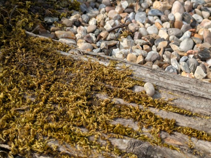 How to clean decking with a pressure washer