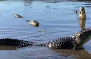Woman in Canoe Pays with Her Life After Passing Over Hidden Alligator | The Gateway Pundit