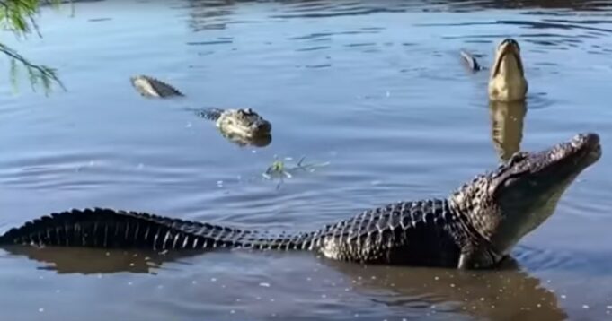 Woman in Canoe Pays with Her Life After Passing Over Hidden Alligator | The Gateway Pundit