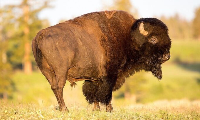 YIKES! Florida Man Gored by Bison at Yellowstone National Park After Getting Too Close to Animal | The Gateway Pundit