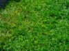 How to fix a patchy lawn with grass seed
