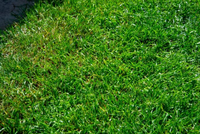 How to fix a patchy lawn with grass seed