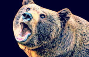 300-Pound Black Bear Mauls Florida Man and His Dog in First Ursine Killing in the State | The Gateway Pundit