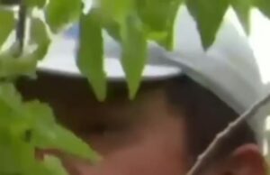 Raul, the tree-climbing illegal – Gateway Hispanic