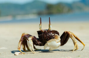 Woman’s Cooking Video Ignites Firestorm as Viewers Realize She’s Air Frying Live Crabs | The Gateway Pundit