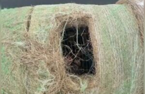 Suspected Human Smugglers Arrested in Texas After Hiding Illegal Aliens in Modified Hay Bales | The Gateway Pundit