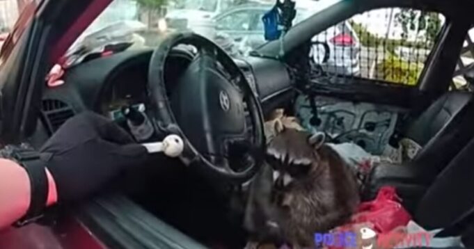 GOING VIRAL: Woman Arrested After Police Find Pet Racoon in Driver’s Seat with Crack Pipe in its Mouth During Traffic Stop (VIDEO) | The Gateway Pundit