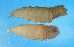 JUST IN: Secretary Brooke Rollins Announces IMMEDIATE SUSPENSION of Cattle, Horse, and Bison Imports at Southern Border Over “New World Screwworm” Threat | The Gateway Pundit