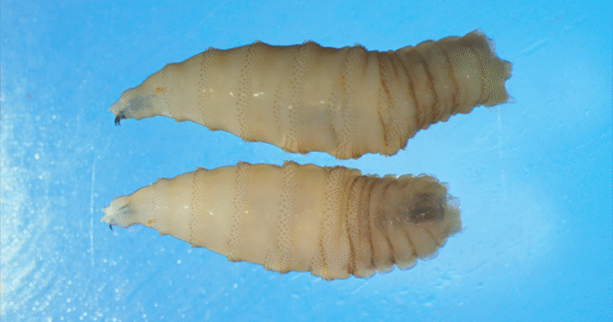 JUST IN: Secretary Brooke Rollins Announces IMMEDIATE SUSPENSION of Cattle, Horse, and Bison Imports at Southern Border Over “New World Screwworm” Threat | The Gateway Pundit