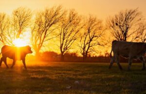 Skyrocketing Beef Prices and Supply Chain Chaos: Now Is the Time to Stock Up on Prepper Beef’s 30% Off Premium Texas Steak Sale | The Gateway Pundit