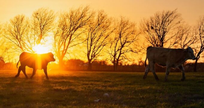 Skyrocketing Beef Prices and Supply Chain Chaos: Now Is the Time to Stock Up on Prepper Beef’s 30% Off Premium Texas Steak Sale | The Gateway Pundit