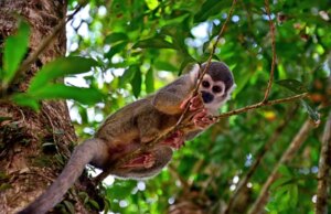 Ecuadorian Amazon Rainforest: Hidden Gems, Eco-Lodges and Indigenous Cultures