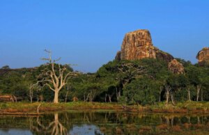 Best National Parks for Wildlife Safaris in Sri Lanka