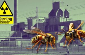 Radioactive Wasp Nest Discovered Near South Carolina Nuclear Weapon Facility | The Gateway Pundit