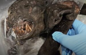 Detroit Border Protection Agents Seize 52 lbs of Monkey Meat from Passenger Traveling from Africa | The Gateway Pundit