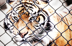 HORROR: Zoo in Denmark Is Asking Pet Owners to Donate Their Animals to Become Food for Caged Predators | The Gateway Pundit