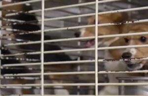 Notorious Beagle Breeder That Supplies Fauci-Funded Labs Hit with 300 Violations | The Gateway Pundit