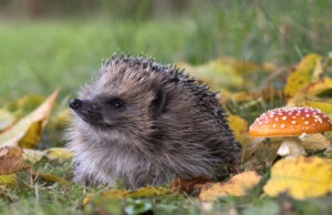 Can AI detect hedgehogs from space? Maybe if you find brambles first.