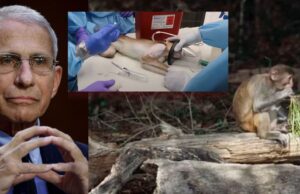 House Appropriations Committee Targets Fauci’s Taxpayer-Funded Monkey Island in FY26 NIH Spending Bill | The Gateway Pundit