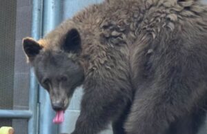 California Zoo Officials Baffled as Wild Bear Breaks Into California Exhibit to Hang Out with Resident Bears | The Gateway Pundit