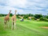 Kenya Golf Holidays: Where Championship Greens Meet Safari Adventures