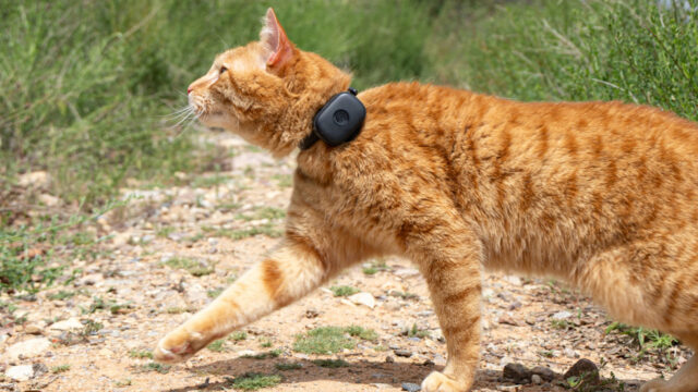 life360-pet-gps-tracker-launch.jpeg