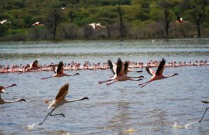 How to Experience Lake Bogoria’s Hot Springs and Flamingos