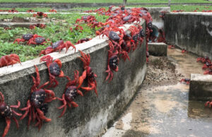 Google plans secret AI military outpost on tiny island overrun by crabs