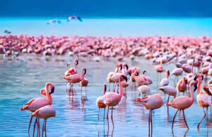 How to Plan the Perfect Day Trip to Lake Nakuru