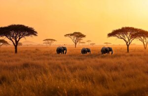 Is the Masai Mara Worth It?