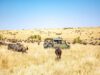 5 Kenyan Safaris You Should Try