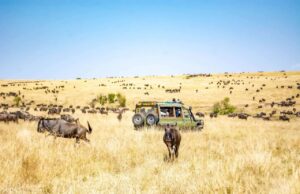 5 Kenyan Safaris You Should Try