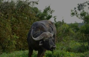 Tsavo East vs Tsavo West National Park: Which One Should You Visit?