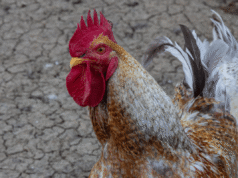 Amarillo cockfighting gambling case ends with sentencing