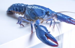 OpenClaw gives users yet another reason to be freaked out about security