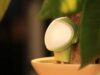 This cute AI sensor helps you care for your plants