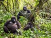 What Gorilla Trekking in the DRC Teaches You About Wilderness