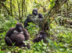 What Gorilla Trekking in the DRC Teaches You About Wilderness