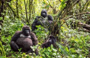 What Gorilla Trekking in the DRC Teaches You About Wilderness