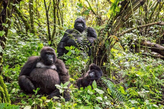 What Gorilla Trekking in the DRC Teaches You About Wilderness