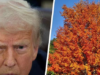 Donald Trump Is Now Spending His Days Counting Trees In The Park
