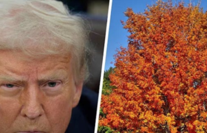 Donald Trump Is Now Spending His Days Counting Trees In The Park