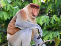 Kota Kinabalu River Cruise: The Mangrove Nobody Photographs