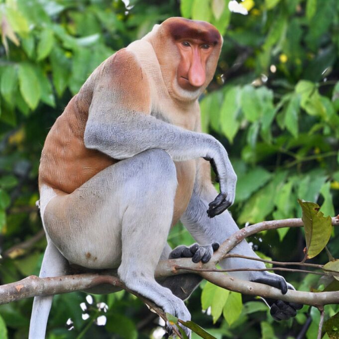 Kota Kinabalu River Cruise: The Mangrove Nobody Photographs