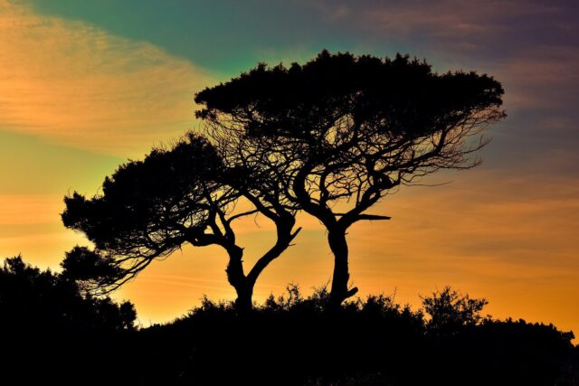 Silhouette-of-trees-at-sunset-in-Cyprus.jpg