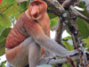The Kota Kinabalu Day Trip Built Around Waiting for Something Wild
