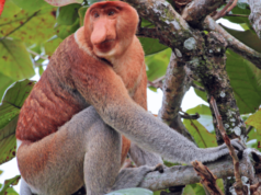 The Kota Kinabalu Day Trip Built Around Waiting for Something Wild