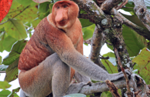 The Kota Kinabalu Day Trip Built Around Waiting for Something Wild