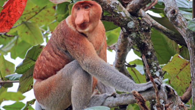 sabah-proboscis-monkey-river-cruise-tour.jpg-1-scaled.png